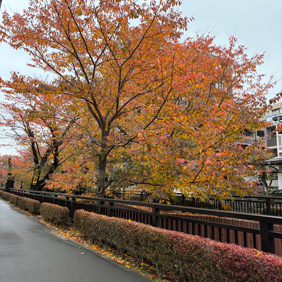 cocole（ココレ）公式オンラインストアを只今準備中です。